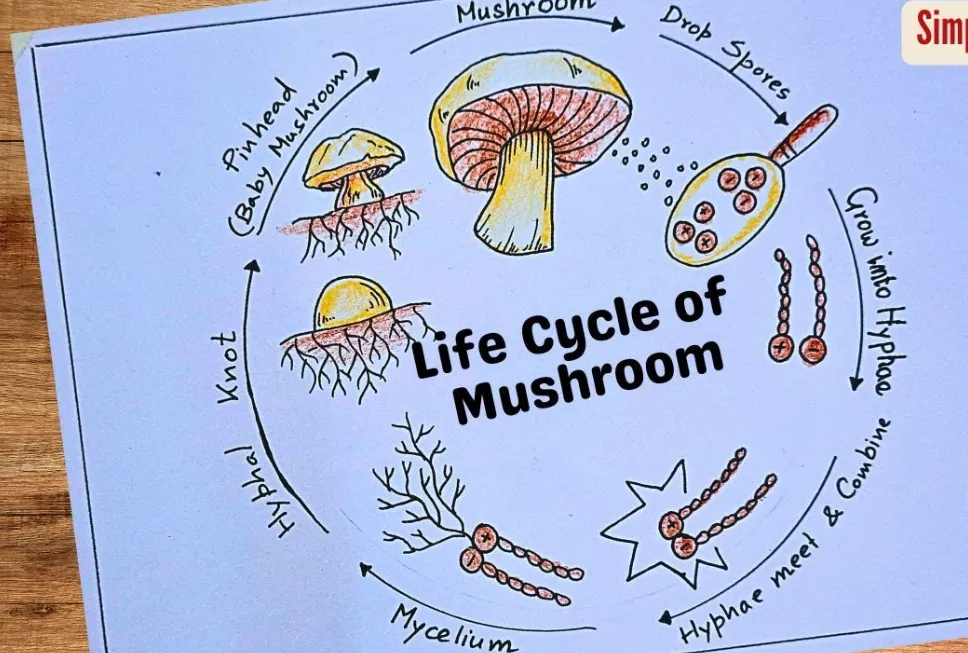 Life Cycle of Fungi Complete Guide to Growth, Reproduction, and Survival (2026 Update)