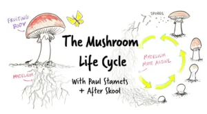 Life Cycle of Fungi Complete Guide to Growth, Reproduction, and Survival (2026 Update)