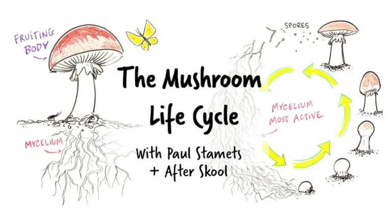 Life Cycle of Fungi: Complete Guide to Growth, Reproduction, and Survival (2026 Update)