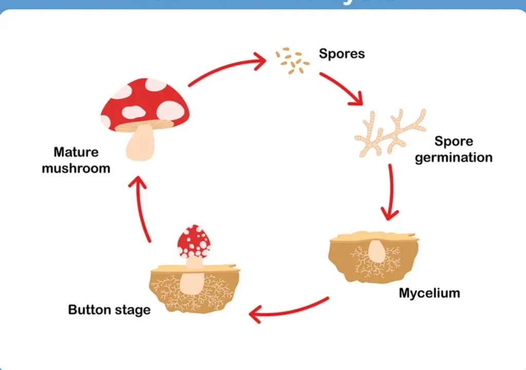 Life Cycle of Fungi Complete Guide to Growth, Reproduction, and Survival (2026 Update)