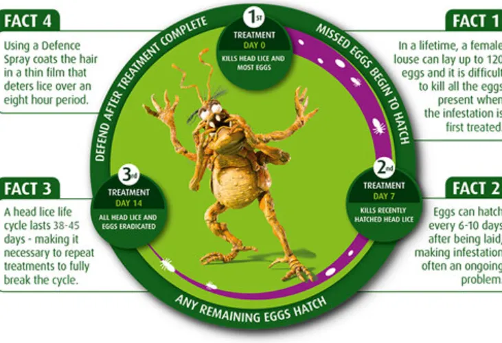 Life Cycle of Head Lice Complete Guide to Growth, Survival, and Control