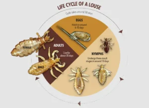 Life Cycle of Head Lice Complete Guide to Growth, Survival, and Control