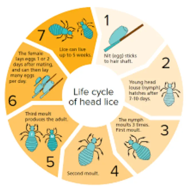 Life Cycle of Head Lice Complete Guide to Growth, Survival, and Control