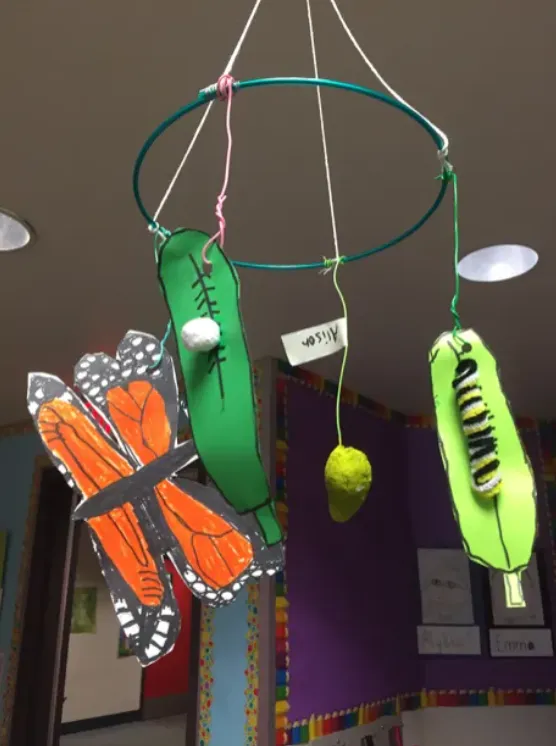 Life Cycle of Monarch Butterfly Complete Guide to Growth, Survival & Meaning