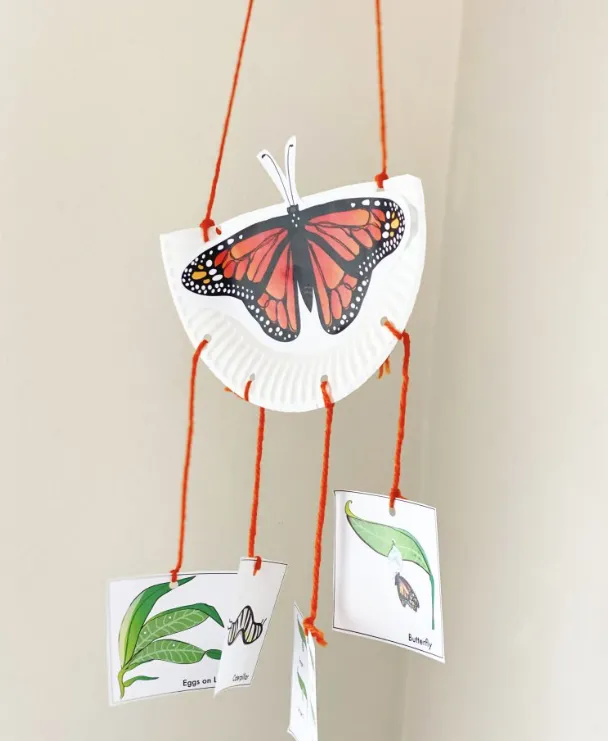 Life Cycle of Monarch Butterfly Complete Guide to Growth, Survival & Meaning