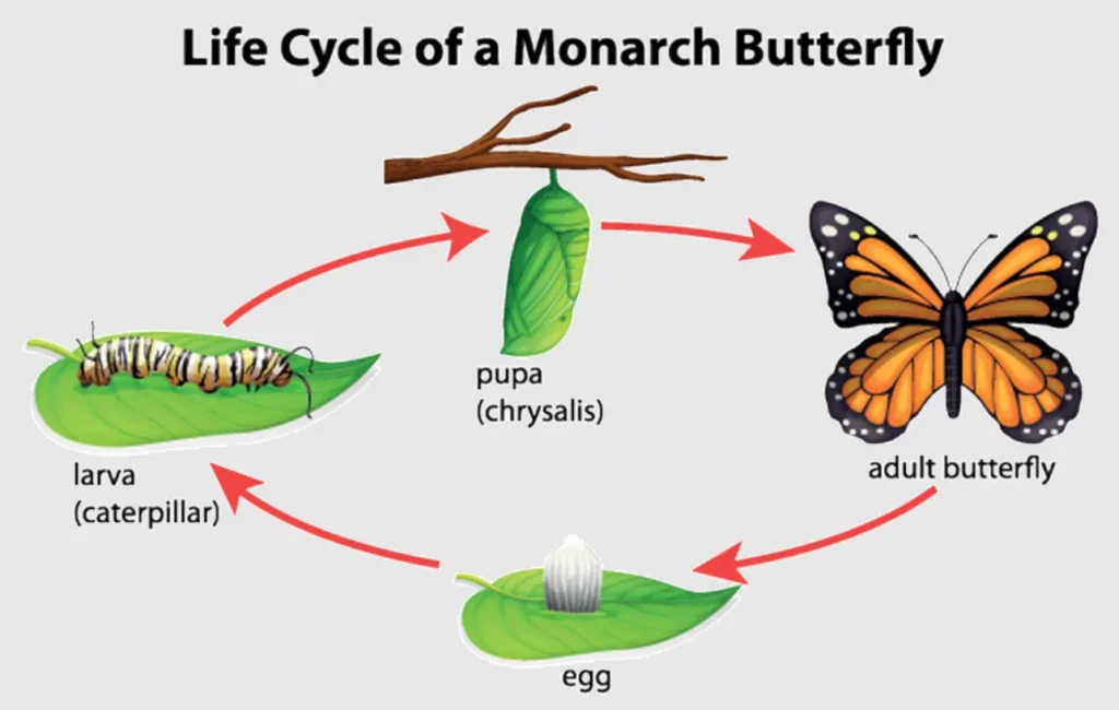 Life Cycle of Monarch Butterfly Complete Guide to Growth, Survival & Meaning