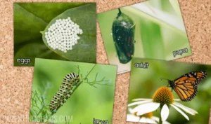 Life Cycle of Monarch Butterfly Complete Guide to Growth, Survival & Meaning