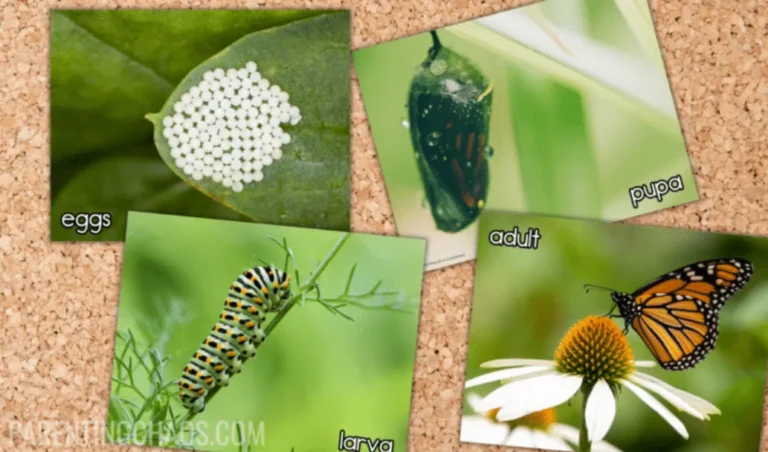 Life Cycle of Monarch Butterfly: Complete Guide to Growth, Survival & Meaning