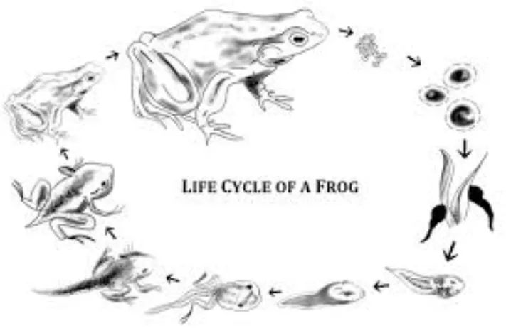Life Cycle of a Frog Stages, Evolution, Survival Skills, and Ecological Importance (Complete 2026 Guide)