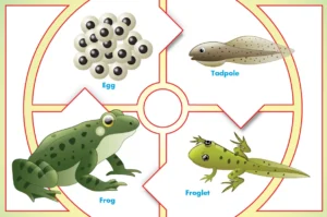 Life Cycle of a Frog Stages, Evolution, Survival Skills, and Ecological Importance (Complete 2026 Guide)