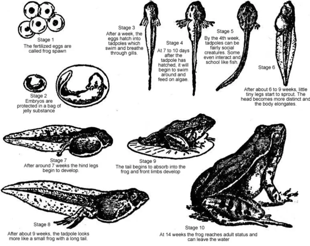 Life Cycle of a Frog Stages, Evolution, Survival Skills, and Ecological Importance (Complete 2026 Guide)