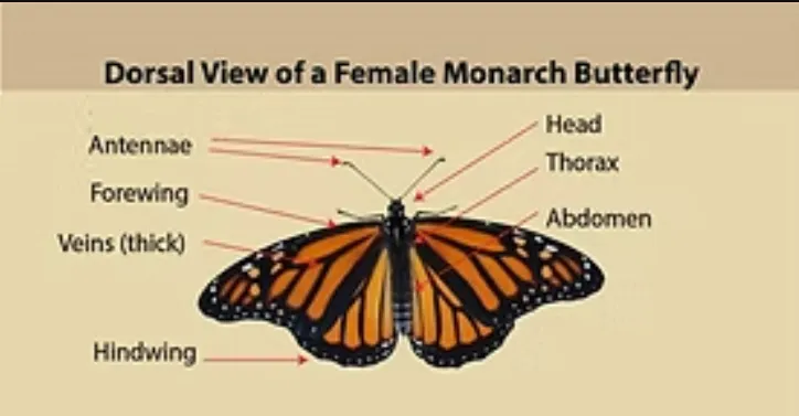 Life Cycle of a Monarch Butterfly Complete Guide to Evolution, Survival, and Ecosystem Importance (2026)