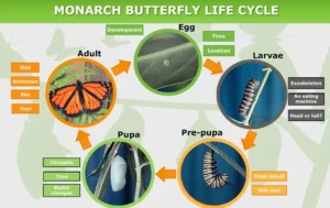 Life Cycle of a Monarch Butterfly Complete Guide to Evolution, Survival, and Ecosystem Importance (2026)