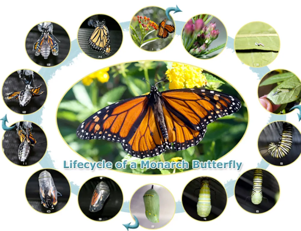Life Cycle of a Monarch Butterfly Complete Guide to Evolution, Survival, and Ecosystem Importance (2026)