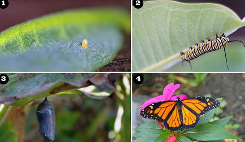 Life Cycle of a Monarch Butterfly Complete Guide to Evolution, Survival, and Ecosystem Importance (2026)