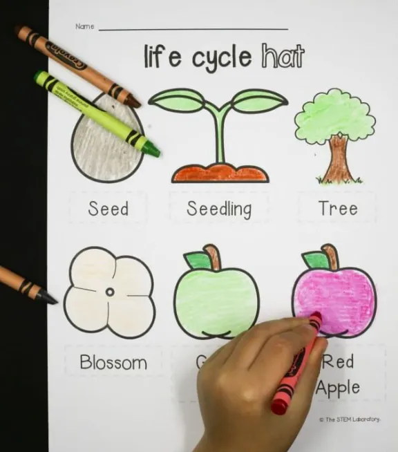 Life Cycle of an Apple From Seed to Fruit and Its Role in Nature (2026 Guide)