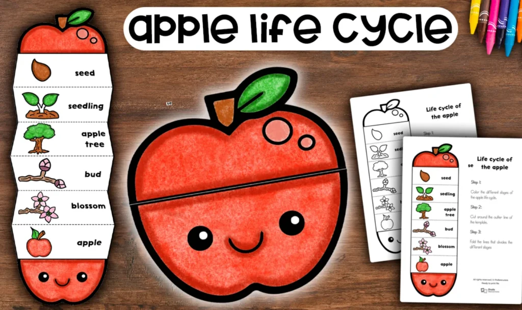 Life Cycle of an Apple From Seed to Fruit and Its Role in Nature (2026 Guide)