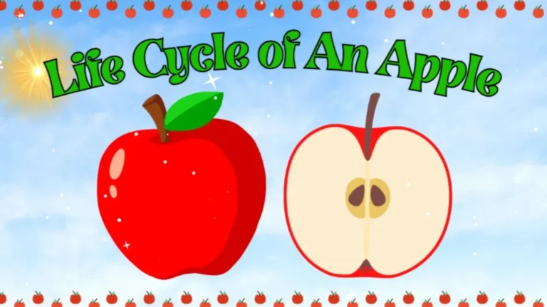 Life Cycle of an Apple: From Seed to Fruit and Its Role in Nature (2026 Guide)