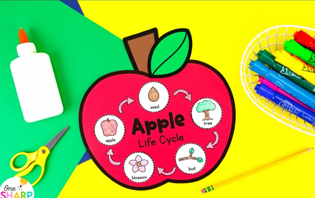 Life Cycle of an Apple From Seed to Fruit and Its Role in Nature (2026 Guide)