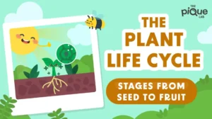 Life Cycles in Plants Complete Guide from Seed to Survival in Nature