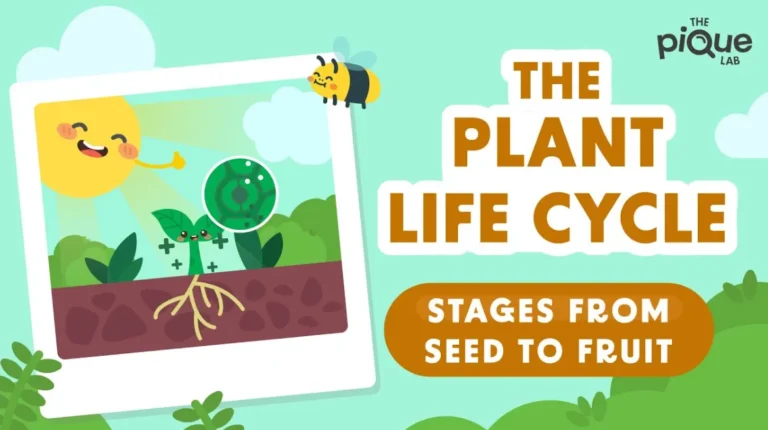 Life Cycles in Plants: Complete Guide from Seed to Survival in Nature