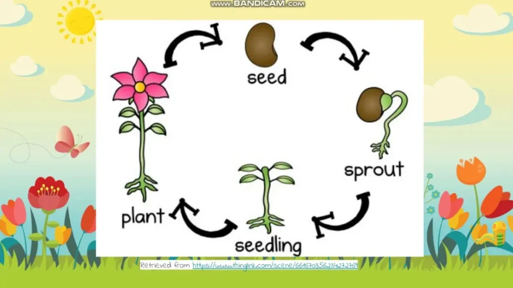 Life Cycles in Plants Complete Guide from Seed to Survival in Nature