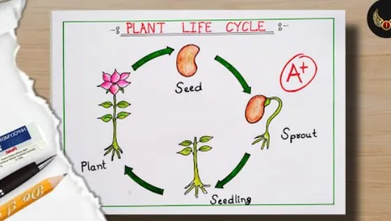 Life Cycles in Plants Complete Guide from Seed to Survival in Nature
