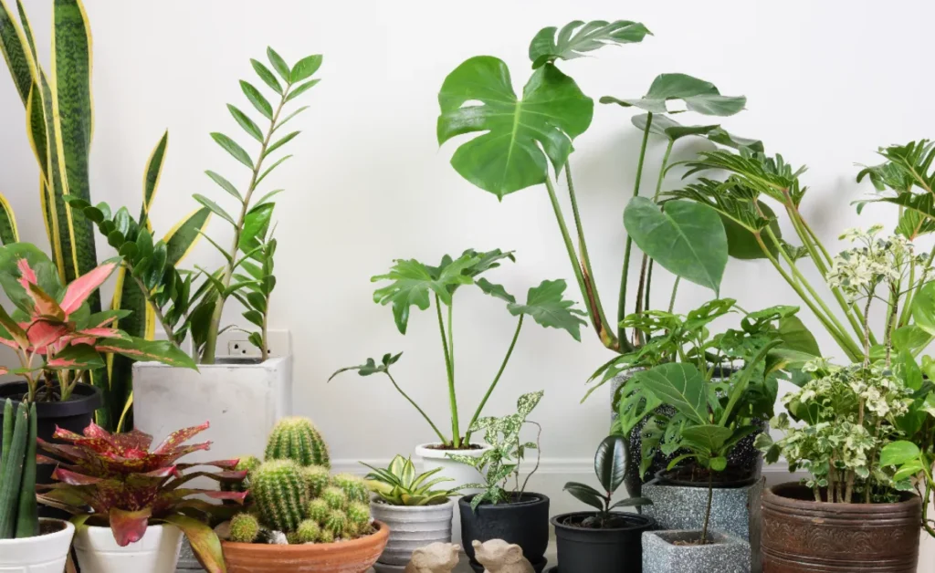 Life Cycles in Plants Complete Guide from Seed to Survival in Nature