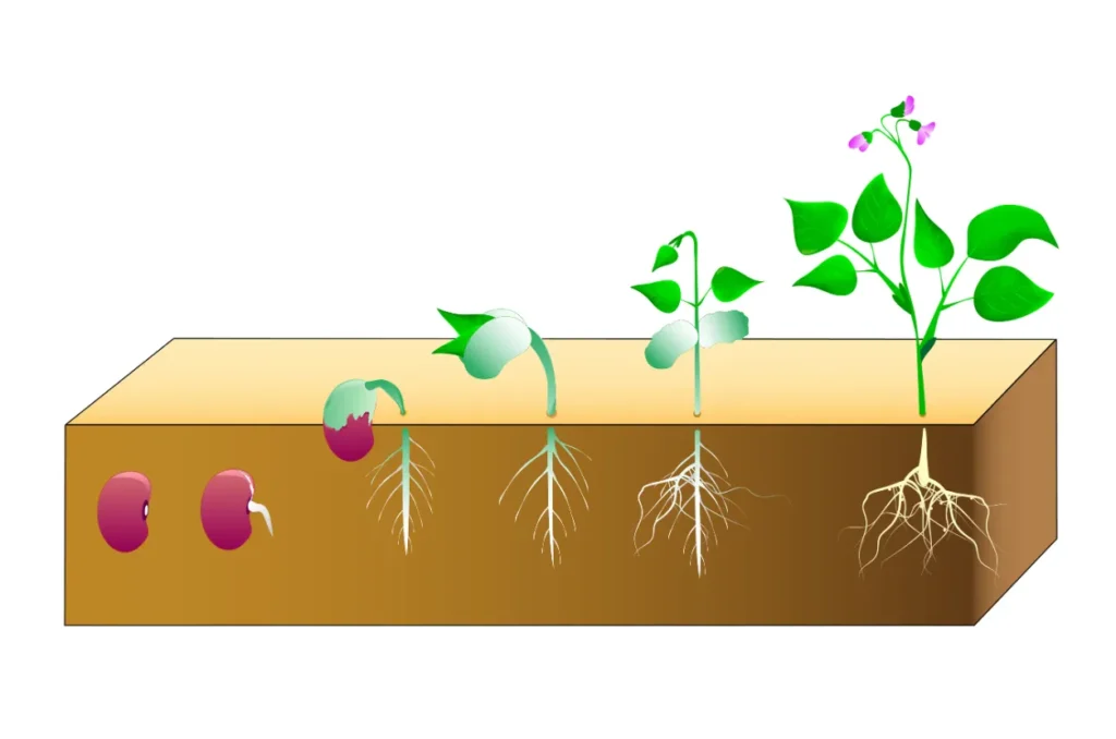 Plant Life Cycle From Seed to Survival — Understanding How Plants Grow, Reproduce, and Sustain Life