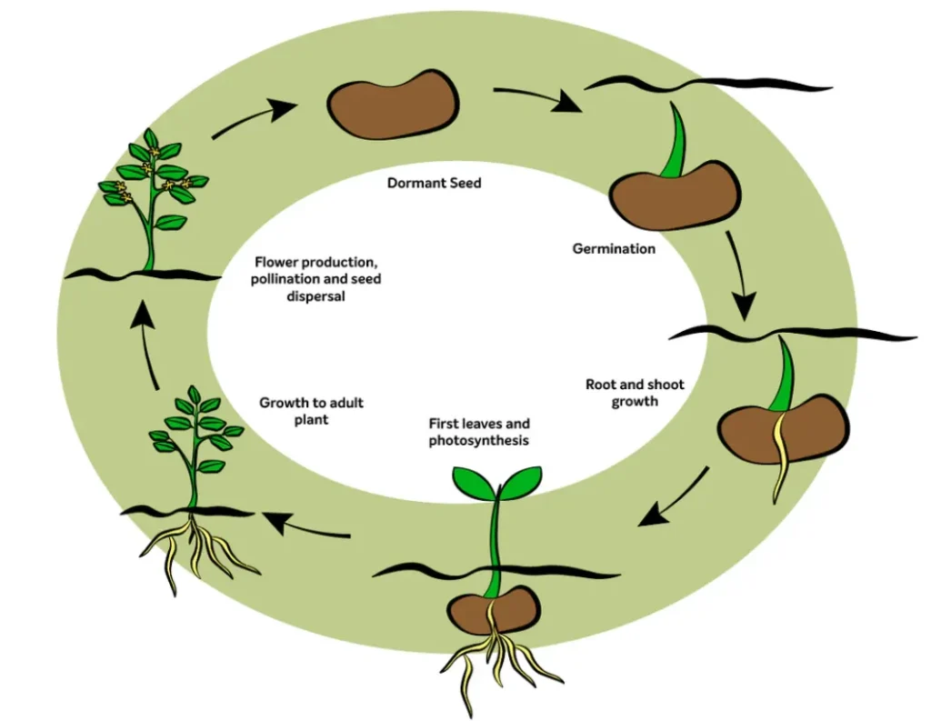 Plant Life Cycle From Seed to Survival — Understanding How Plants Grow, Reproduce, and Sustain Life