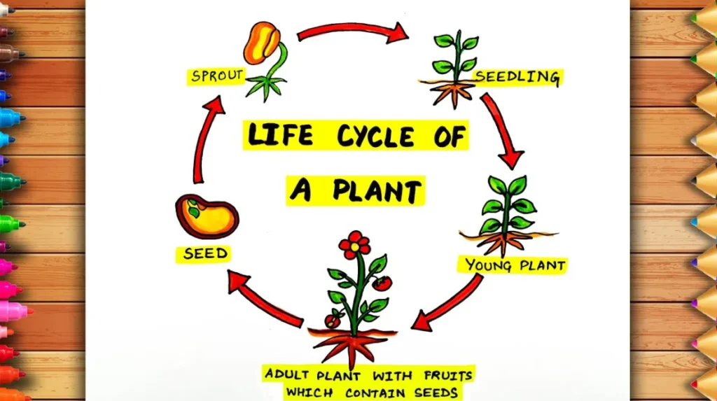 Plant Life Cycle From Seed to Survival — Understanding How Plants Grow, Reproduce, and Sustain Life