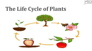 Plant Life Cycle From Seed to Survival — Understanding How Plants Grow, Reproduce, and Sustain Life