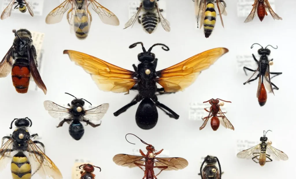 A Comprehensive Guide to the Hymenoptera Life Cycle Key Insights and Facts