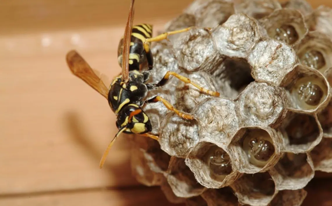 A Comprehensive Guide to the Hymenoptera Life Cycle Key Insights and Facts