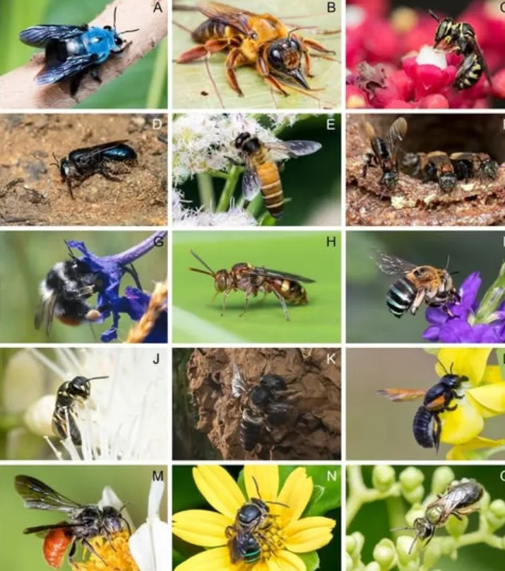 A Comprehensive Guide to the Hymenoptera Life Cycle Key Insights and Facts