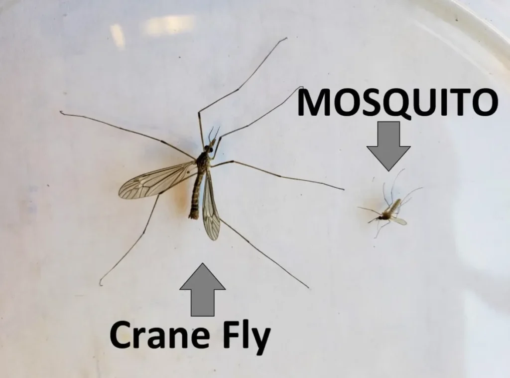 Cycle of Mosquito Life Complete Scientific Guide with Diagram, Stages & Survival Secrets