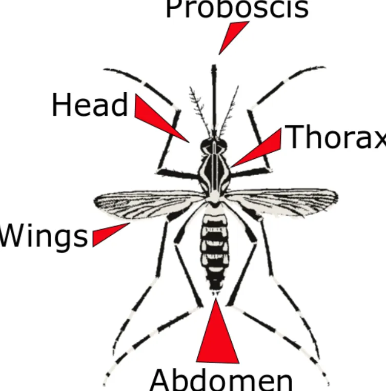 Cycle of Mosquito Life Complete Scientific Guide with Diagram, Stages & Survival Secrets