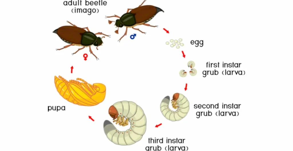 Darkling Beetle Life Cycle Explained From Eggs to Survival Secrets in Nature