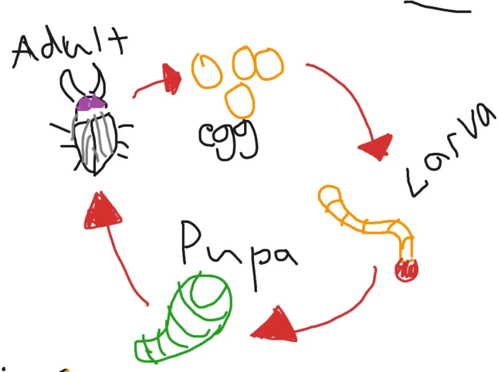 Darkling Beetle Life Cycle Explained: From Eggs to Survival Secrets in Nature