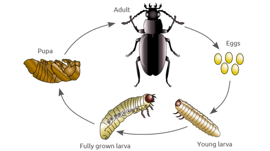 Darkling Beetle Life Cycle Explained From Eggs to Survival Secrets in Nature