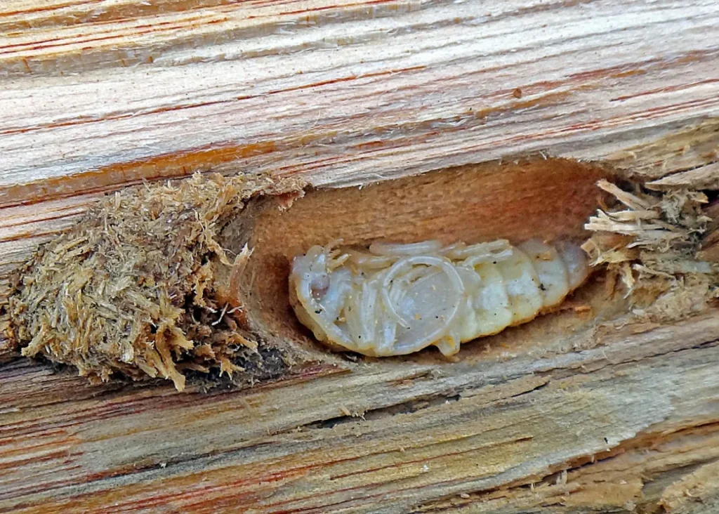 Darkling Beetle Life Cycle Explained From Eggs to Survival Secrets in Nature