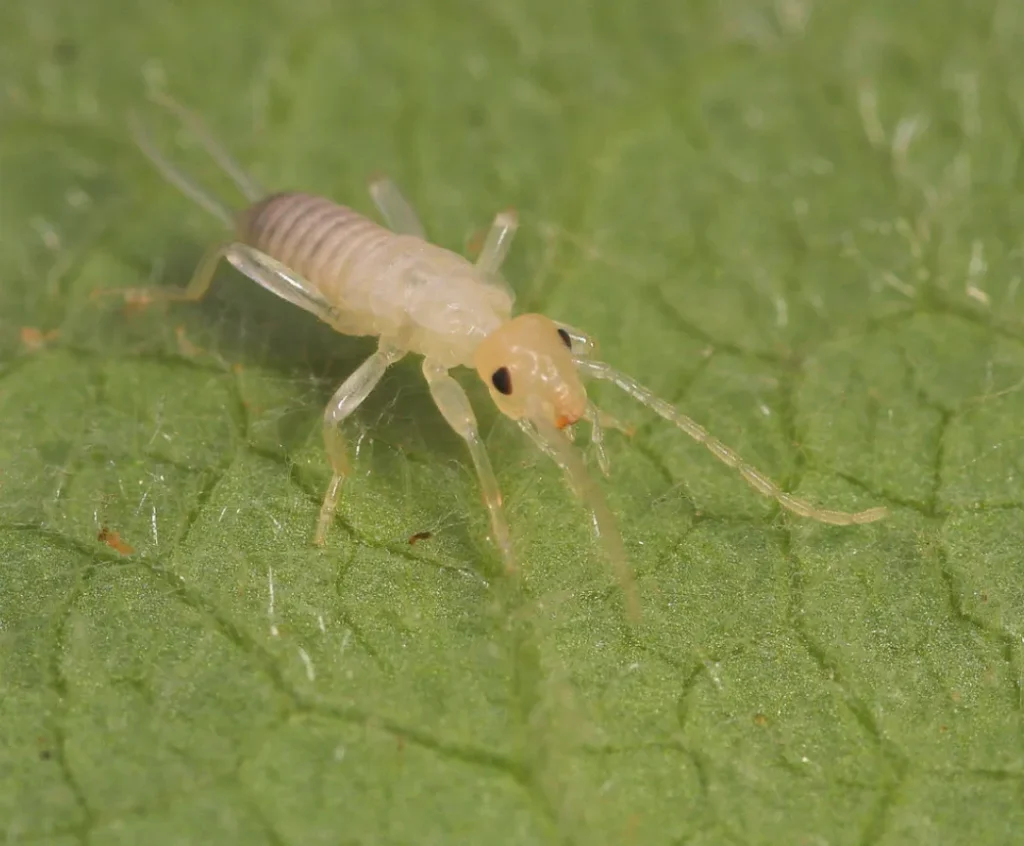 Earwig Life Cycle