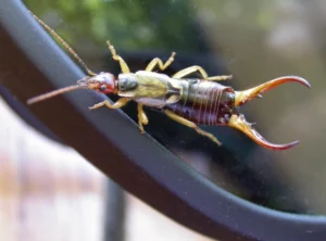 Earwig Life Cycle: Complete Guide to Eggs, Baby Earwigs, Reproduction, Control, and Their Role in Nature