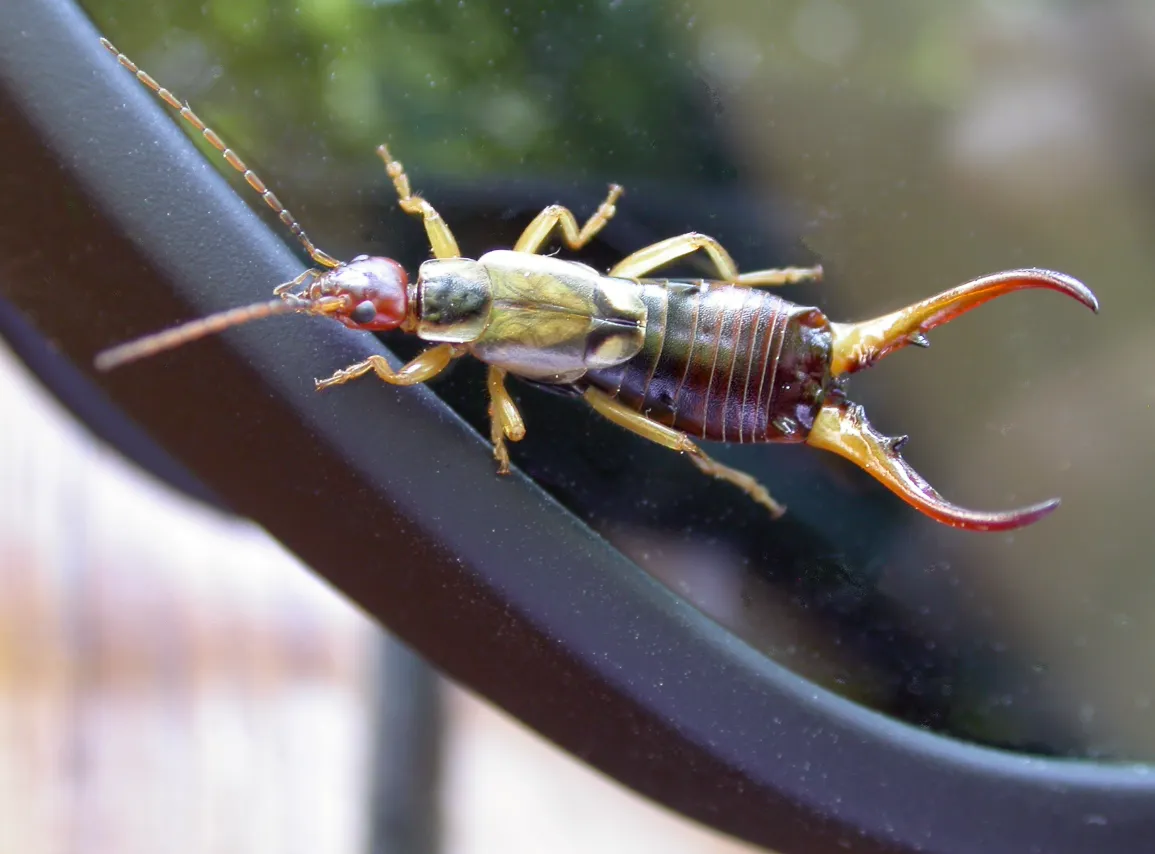 Earwig Life Cycle