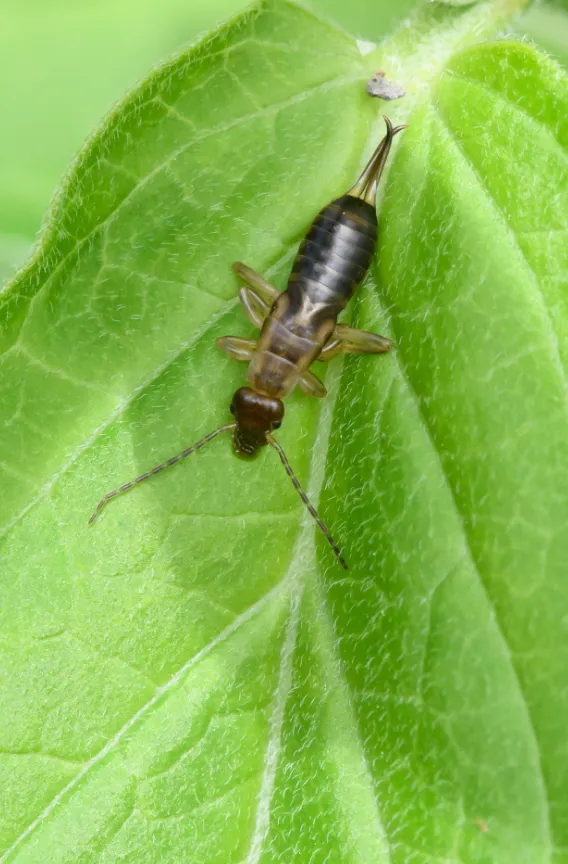 Earwig Life Cycle