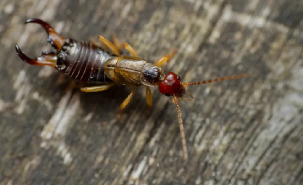 Earwig Life Cycle