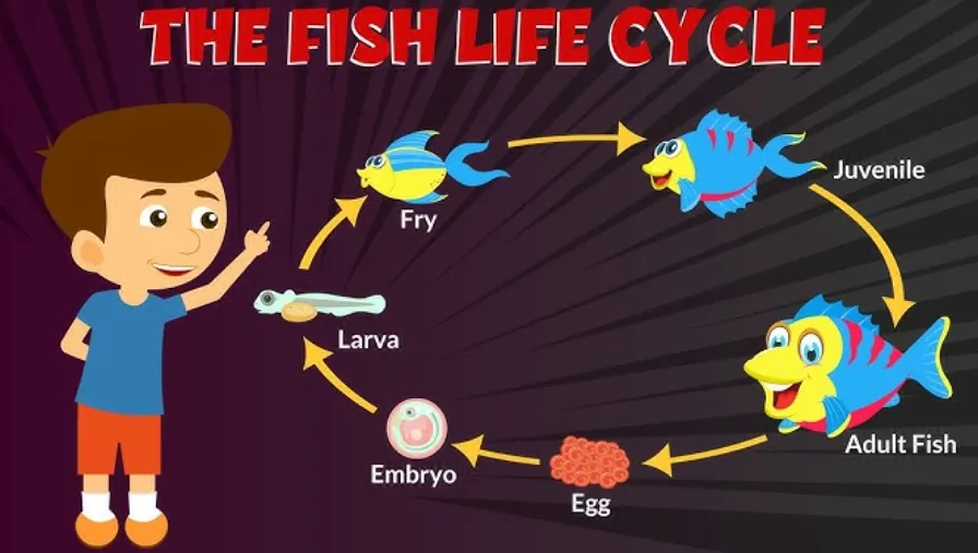 Fish Life Cycle
