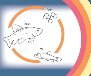 Fish Life Cycle: Complete Guide From Egg to Adult, Reproduction, Food, Survival, and Ecosystem Importance