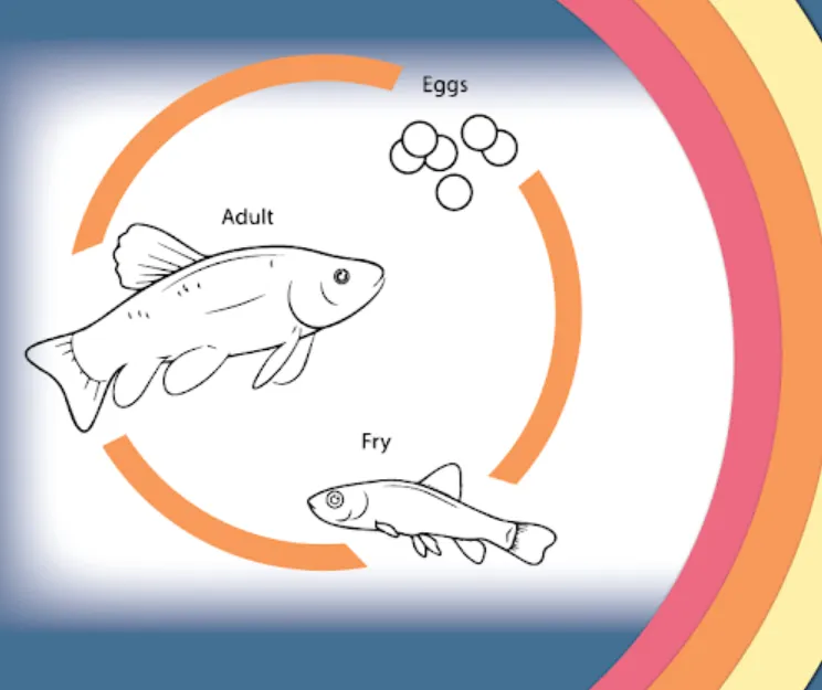 Fish Life Cycle: Complete Guide From Egg to Adult, Reproduction, Food, Survival, and Ecosystem Importance