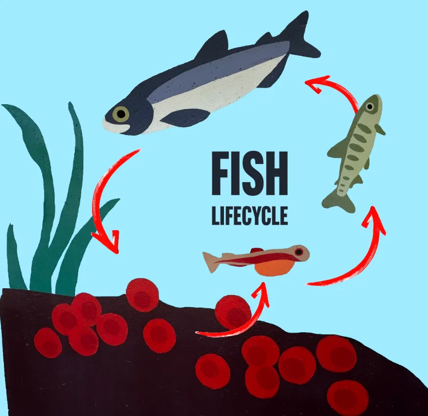 Fish Life Cycle